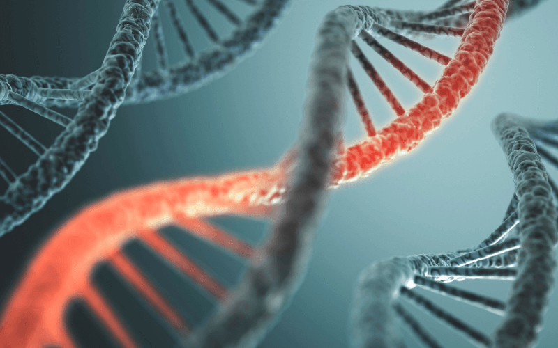 DNA yapısını temsil eden detaylı bir görsel. Kırmızı ve mavi iplikler belirgin şekilde görünmekte.